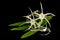 Giant lily Hymenocallis littoralis Jacq. Salisb. Flower