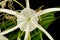 Giant lily Hymenocallis littoralis Jacq. Salisb. Flower