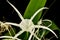 Giant lily Hymenocallis littoralis Jacq. Salisb. Flower
