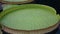 Giant lily pad, known as a Victoria water lily, grows in a pond.