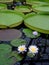 Giant Lilypads