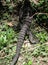 Giant Lizard monitor reptile walking in the jungle