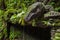 Giant Lizard in Sacred Monkey Forest Sanctuary, Ubud, Bali