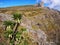 Giant Lobelia, Ethiopian Highlands