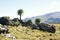 Giant lobelia on ridge tour in Simien mountains