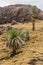 Giant lobelias (Lobelia rhynchopetalum) in Simien mountains, Ethiop