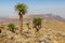 Giant lobelias (Lobelia rhynchopetalum) in Simien mountains, Ethiop