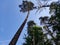 Giant long trunk of scotch pine in dreamlike sky view