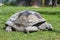 Giant madagascar turtle close up