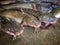 giant magur fish clarias batrachus fish sale in Asian fish market HD