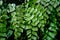 Giant Maidenhair or Diamond Maidenhair Fern, Adiantum trapeziforme