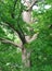 Giant Majestic canadian maple tree very wide trunk green leaves ontario canada