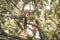 Giant Malabar Squirrel eating in all its cuteness at Nagarahole national park/forest