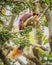 Giant Malabar Squirrel eating in all its cuteness at Nagarahole national park/forest.