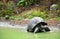 A giant male Galapagos tortoise