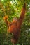 Giant male orangutan in sumatra gunung leuser park in indonesia