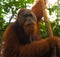 Giant male orangutan in sumatra gunung leuser park in indonesia