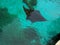 Giant Manta Ray