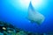 Giant manta ray