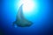 Giant manta ray