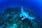 Giant manta ray