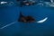 Giant manta ray fish glides in transparent sea. Snorkeling with big fish in blue ocean