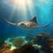 Giant manta ray fish wallpaper background