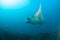 A giant manta ray swimming elegantly