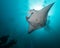 Giant manta ray with two divers silhouettes