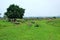 Giant megalithic stone urns at the Plain of Jars archaeological site in Loas.