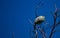 Giant metallic ceiba borer Euchroma gigantea on dry twigs against blue sky.