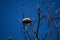 Giant metallic ceiba borer Euchroma gigantea on dry twigs against blue sky.