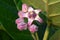 Giant Milkweed, Crown flower, Swallow wort, Giant Calotrope, Calotropis gigantea, nice flower bud of purple waxy blossom. Plant