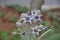 Giant Milkweed Flower Calotropis gigantea