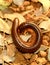 Giant Millipede rounded on a rusty ground.