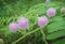 Giant mimosa flower blooming with green field