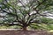 Giant mimosa rain tree (Travelling place) in Kanchanaburi provin