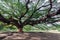 Giant mimosa rain tree (Travelling place) in Kanchanaburi province, Thailand