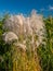 Giant Miscanthus grass