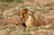 Giant mole-rat near the burrow in Bale mountains