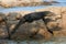 Giant monitor lizard on a rock