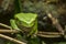 Giant monkey frog