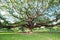 Giant Monky Pod Tree at Kanchanaburi, Thailand front view