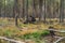 Giant moose in forest, lying