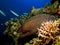 Giant moray