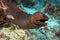 Giant moray