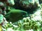 Giant Moray Eel