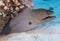 Giant moray eel on a coral reef