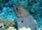 Giant Moray,Gymnothorax javanicus at Gota Kebir, St John\'s reefs