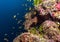 Giant moray (Gymnothorax javanicus), Maldives